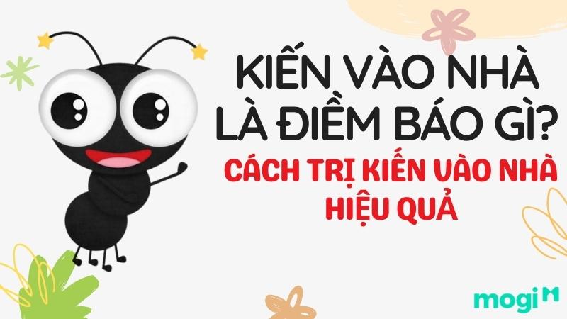 Ý Nghĩa Khi Kiến Đen Vào Nhà: Điềm Báo Tốt Hay Xấu?