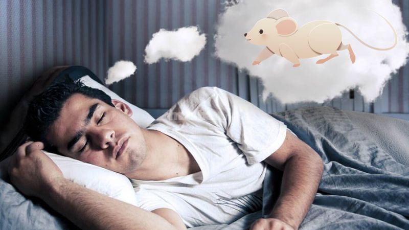 Nằm Mơ Chuột Cắn - Giải Mã Ý Nghĩa Và Điềm Báo Trong Giấc Mơ