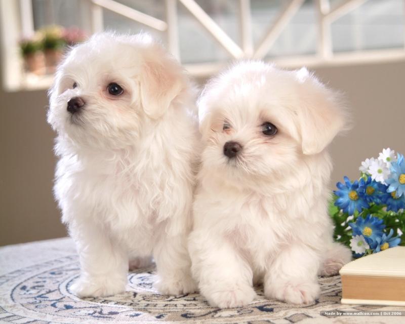 Top 8 Essential Tips for Raising and Caring for Pet Dogs in Vietnam ...