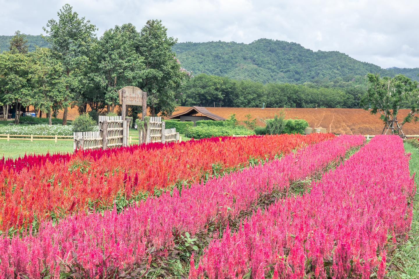 Singha Park A European style Farm In Chiang Rai Where Scenic Green Singha Park A European style Farm In Chiang Rai Where Scenic Green