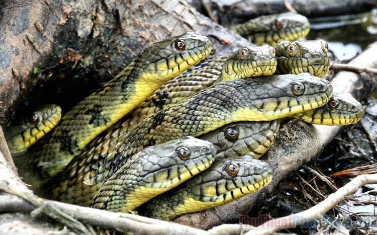 Mô tả SEO giàu ngữ nghĩa