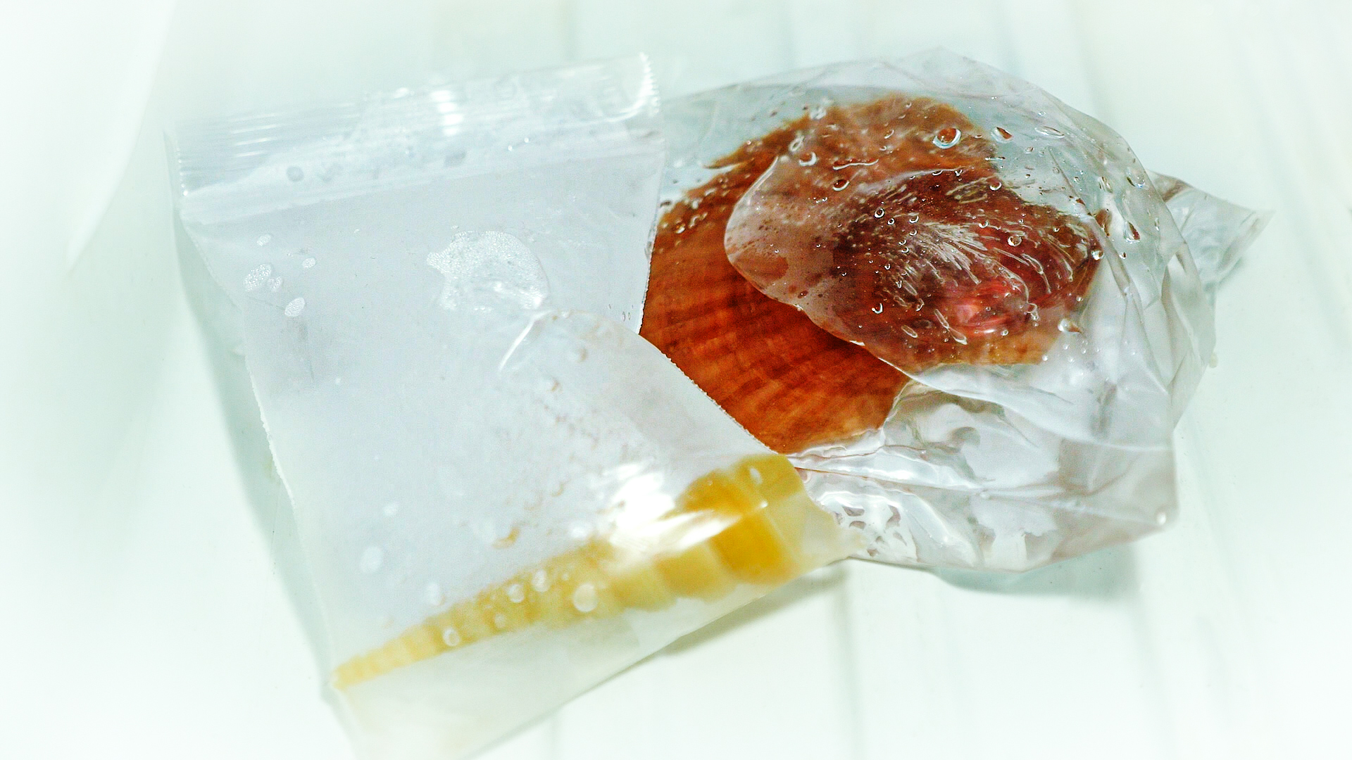 How to Clean and Polish Seashells 12 Steps (with Pictures) Mytour