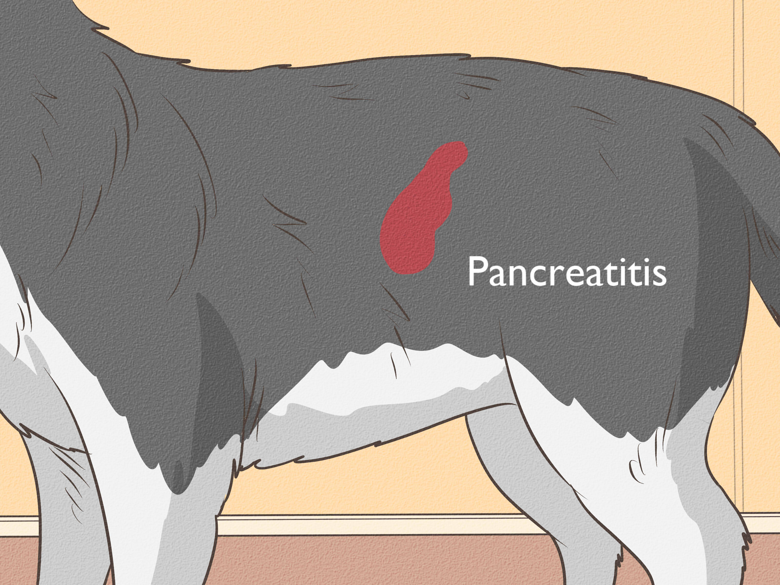 View of How to Treat a Dog's Stomach Ache (with Pictures) – Mytour