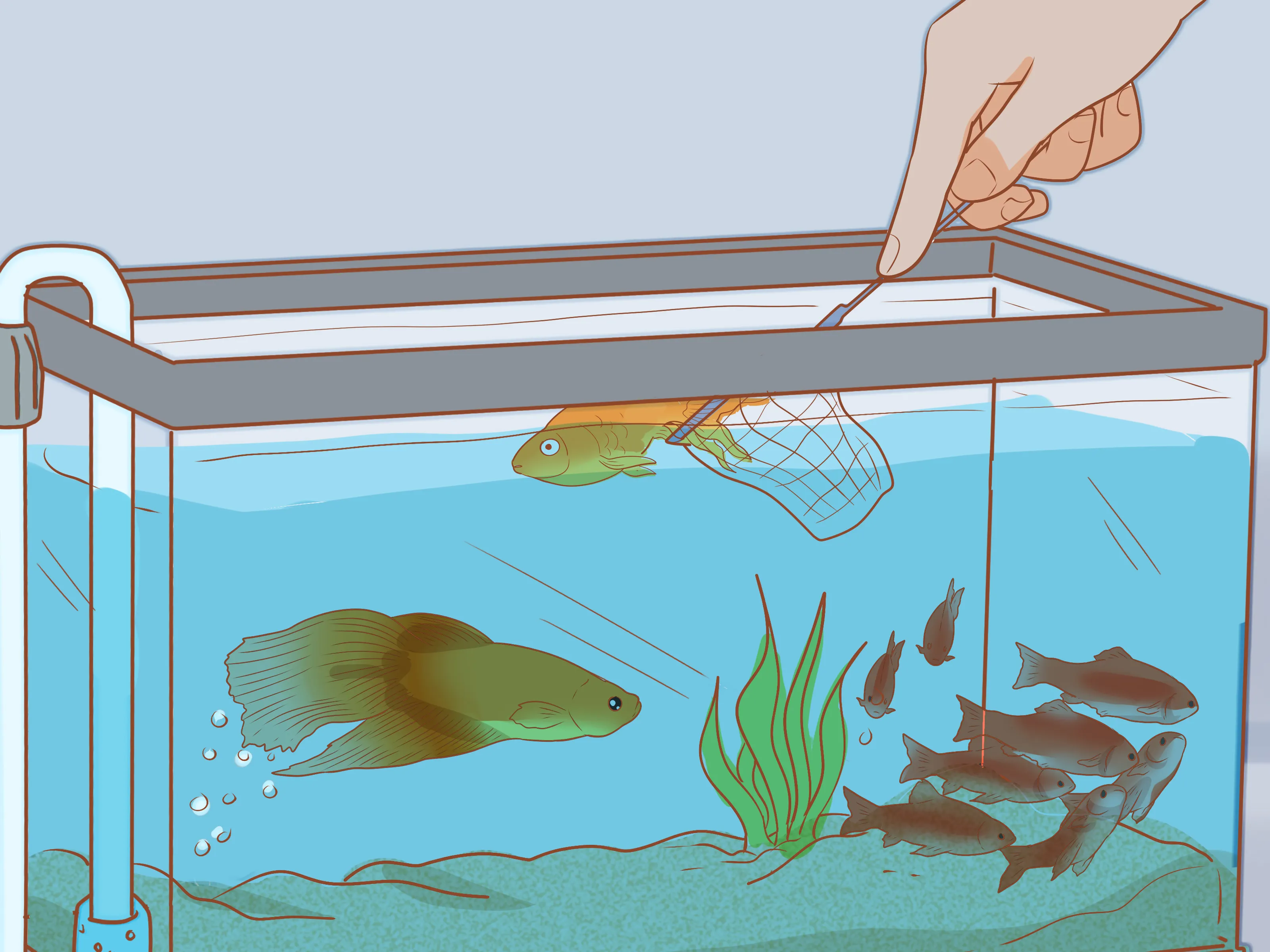 Introducing new fish into your aquarium – Mytour