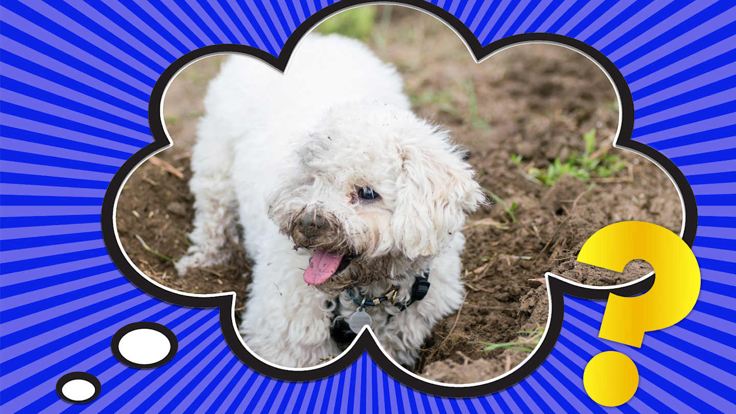 Photo inspiration: Gallery Detail: Why Do Some Dogs Eat Dirt