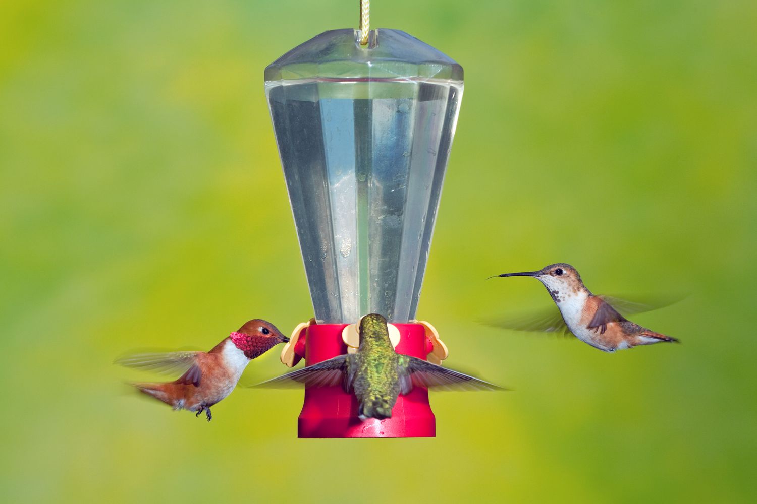 How to Maintain Your Hummingbird Feeder and the Ideal Cleaning Frequency
