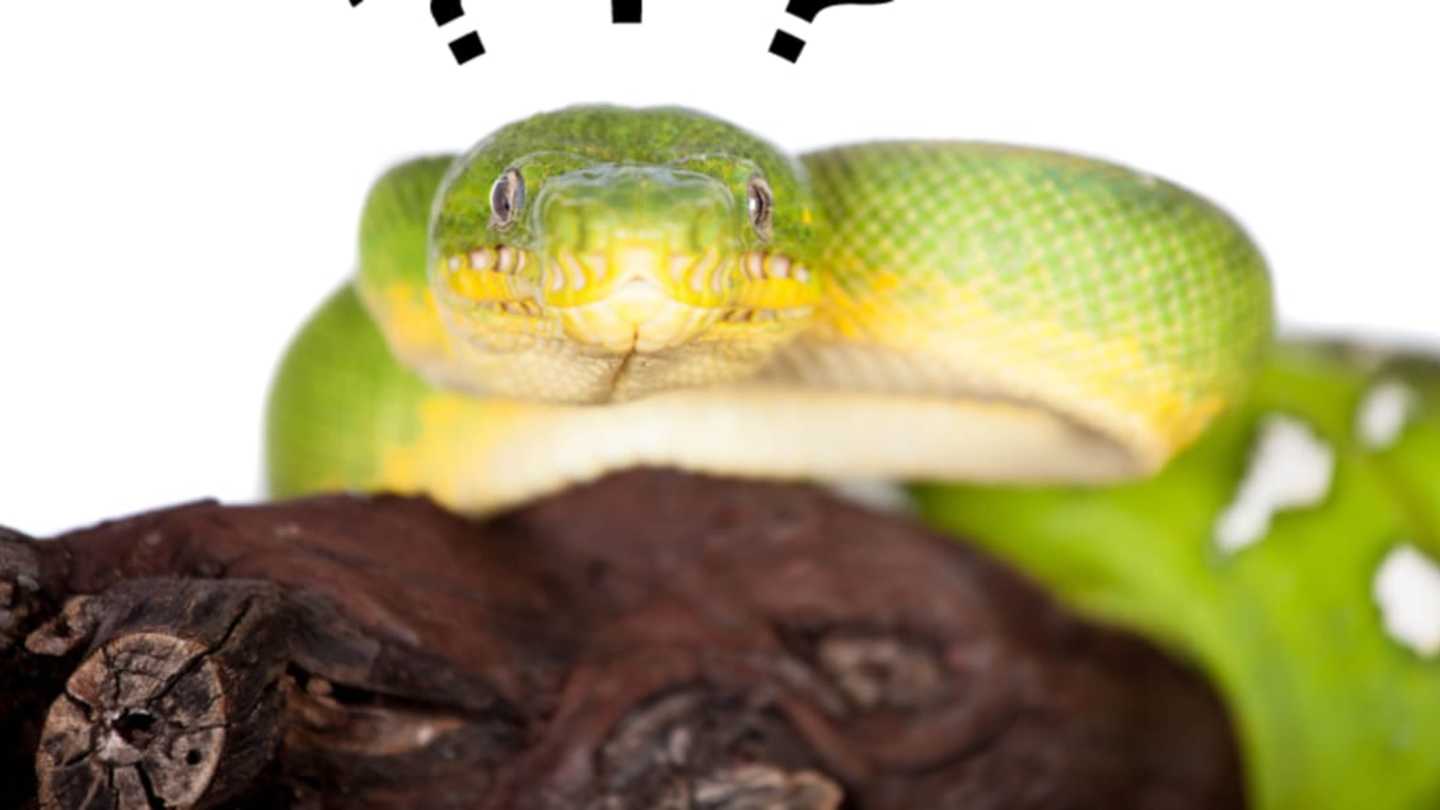 How Do Boa Constrictors and Pythons Differ? image.