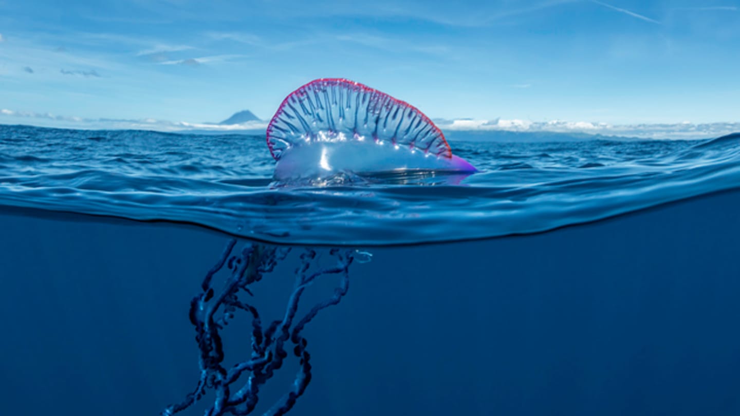 10 Intriguing Facts About the Portuguese Man O' War