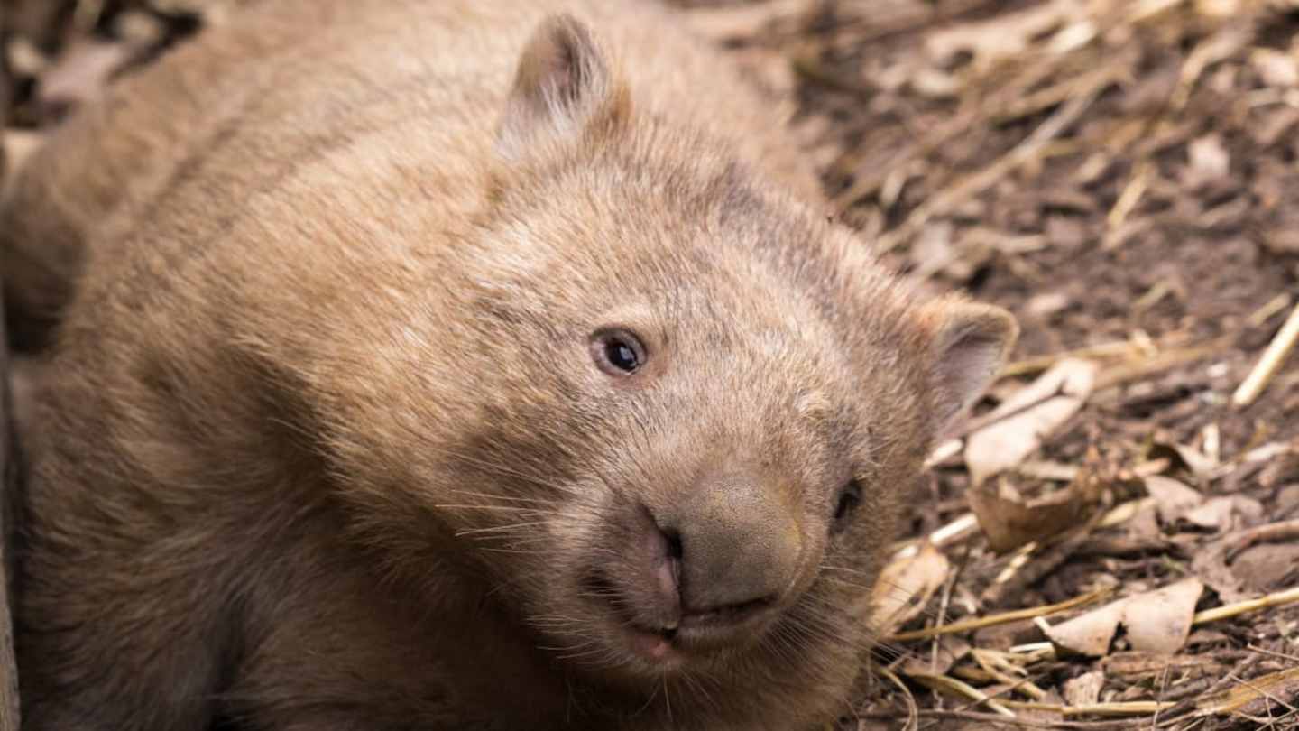 At last! Researchers have unlocked the mystery of how wombats produce ...