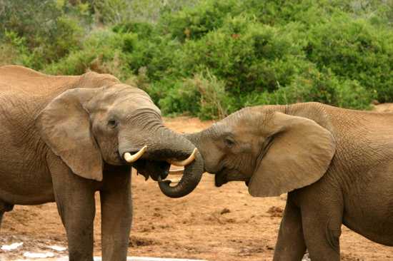 The Elephant Mating Ritual
Male elephants, or bulls, engage in elaborate mating rituals to court a female. When a cow, the female elephant, is in estrus and fertile for a brief period each year, males try to gain her attention by demonstrating affection and using various courtship behaviors. The courtship may last up to 20 minutes, during which time the female decides whether or not to mate. If she accepts, the pair mates, and if successful, the female elephant's pregnancy lasts an extraordinary 22 months. At birth, the calf weighs more than 100kg and is born blind. These calves will learn vital survival skills from their mothers and other older elephants in the herd. The mother will also assign 'babysitters' to help care for the calf while she focuses on feeding to produce enough milk.