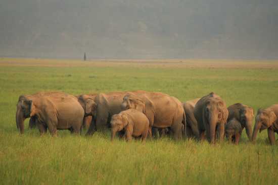An Elephant Herd At Jim Corbett National Park
Jim Corbett National Park, one of India's most renowned wildlife reserves, is home to a large population of elephants. The park provides a natural and protected environment where elephant herds can thrive. These majestic creatures roam freely within the park, displaying their social behaviors, which include cooperation and communication. The herds are guided by the matriarch, and younger elephants are taught survival skills and the importance of social bonds by the older members of the group. Visiting the park offers a unique opportunity to witness these incredible animals in their natural habitat.