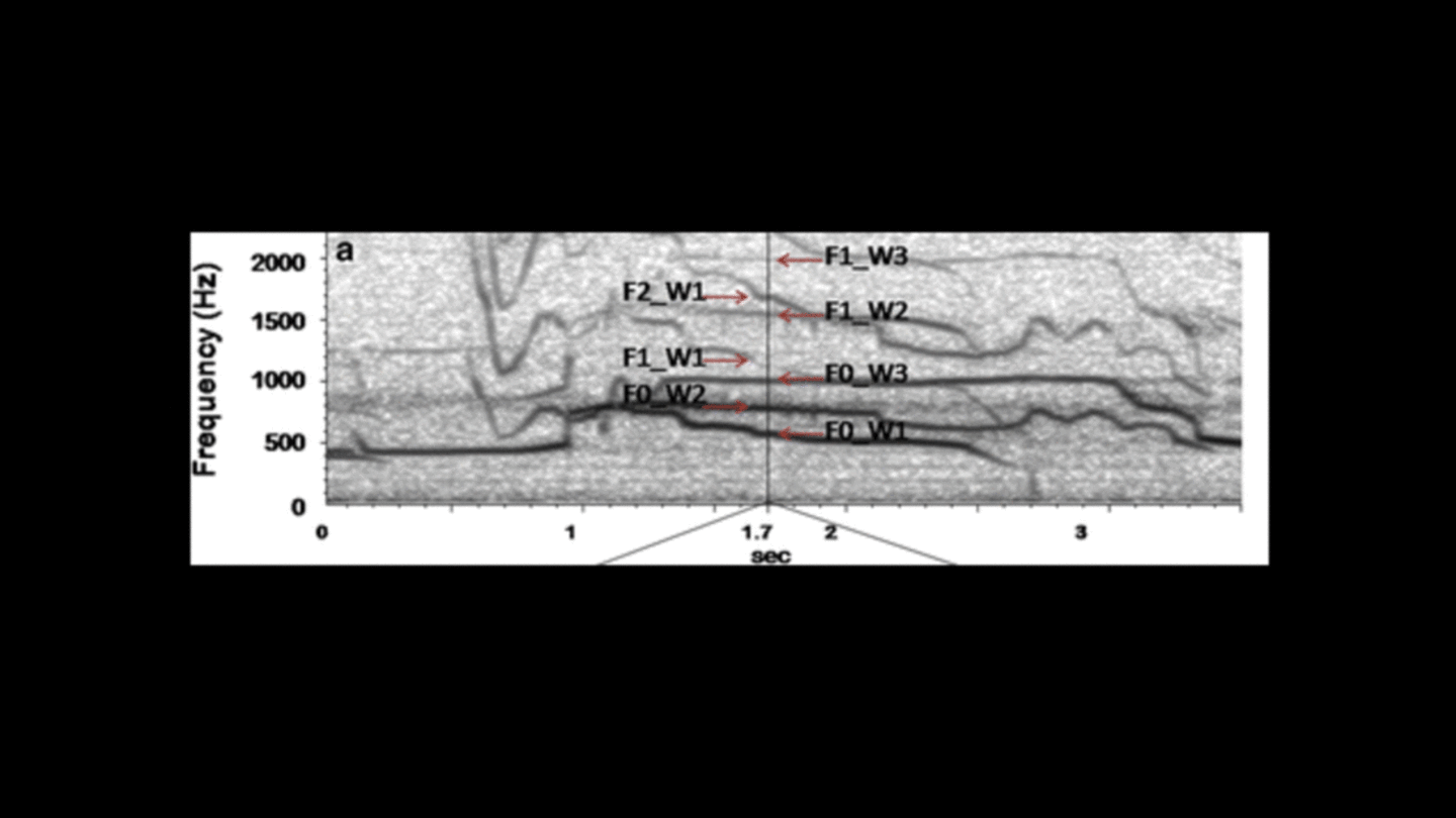 Tracking Wolves Through Their Vocal Echoes