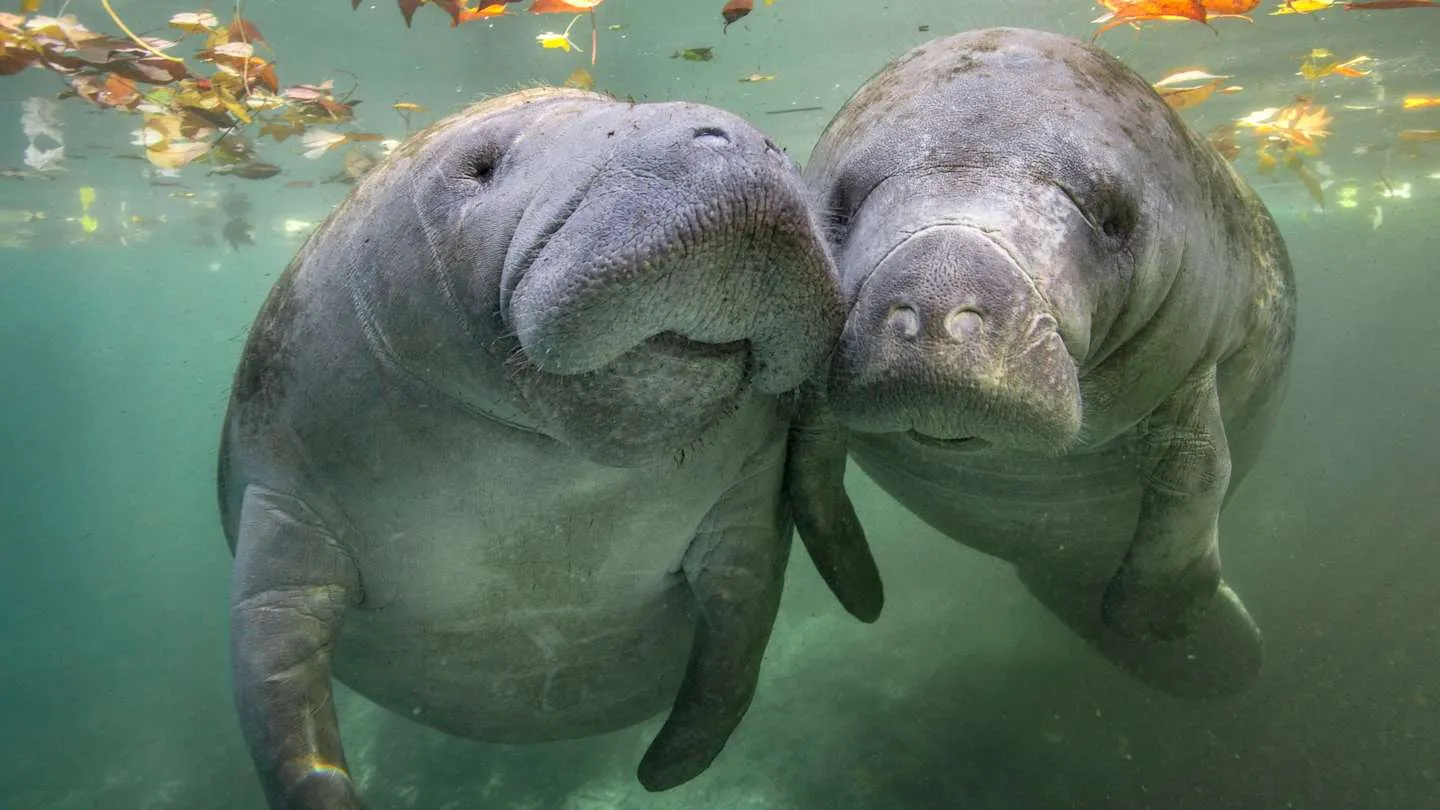 12 Unexpected Truths About Manatees You Need to Know