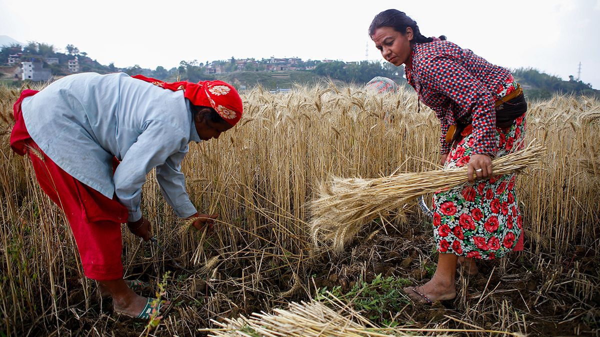 Impact of Human-Induced CO2 Emissions on Grain Protein Levels Threatens ...