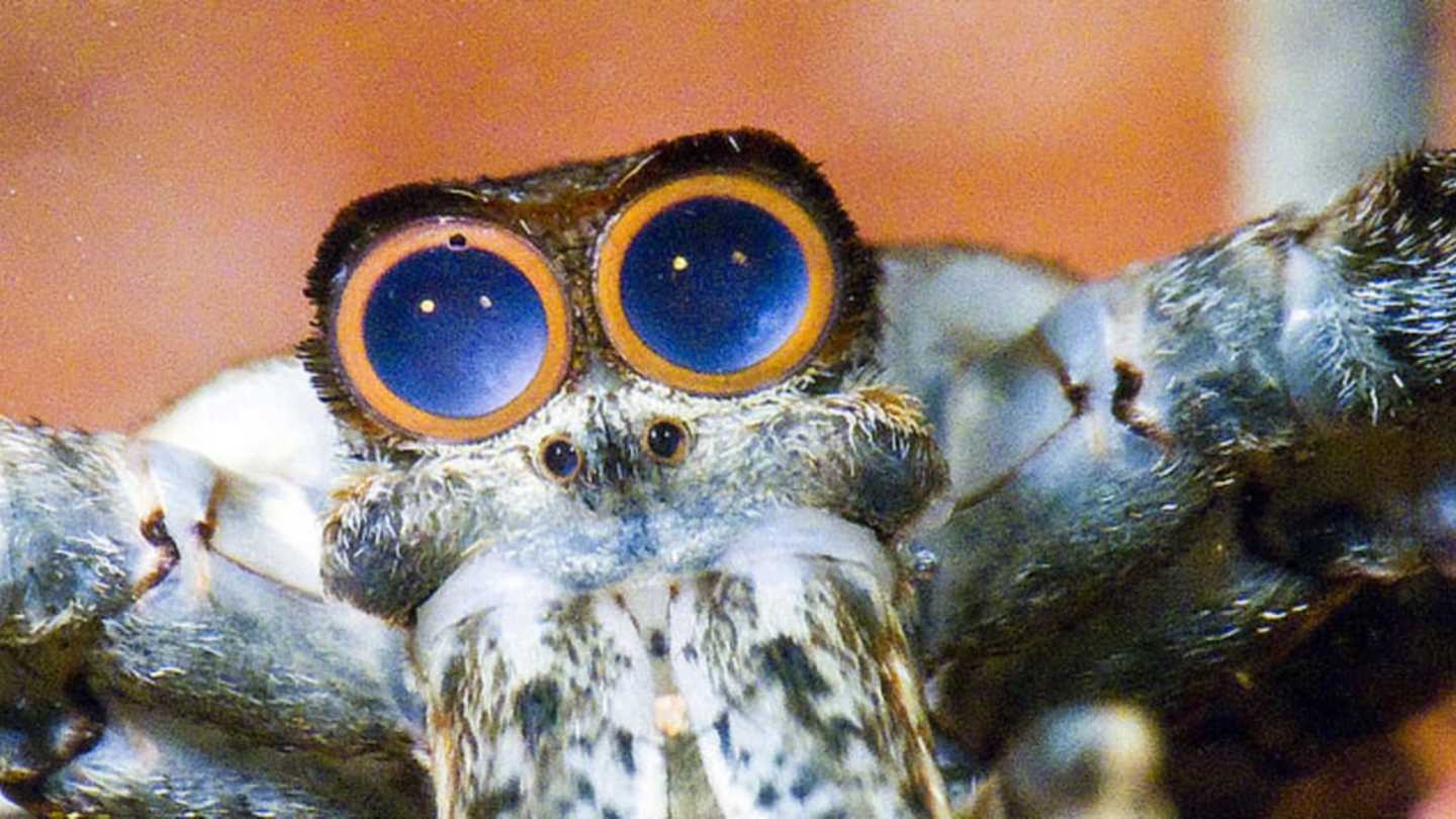 Discover 10 Stunning Spider Species
