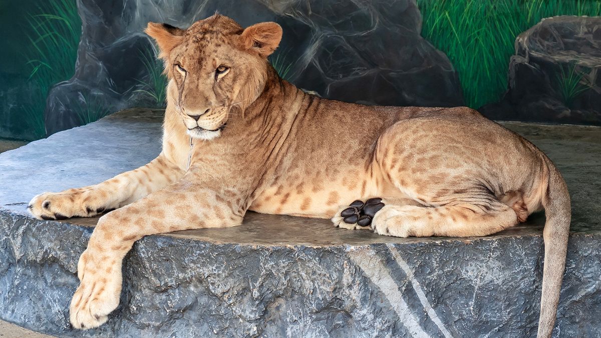 Is the Liger a Real Creature or Simply a 'Napoleon Dynamite' Joke? | Mytour