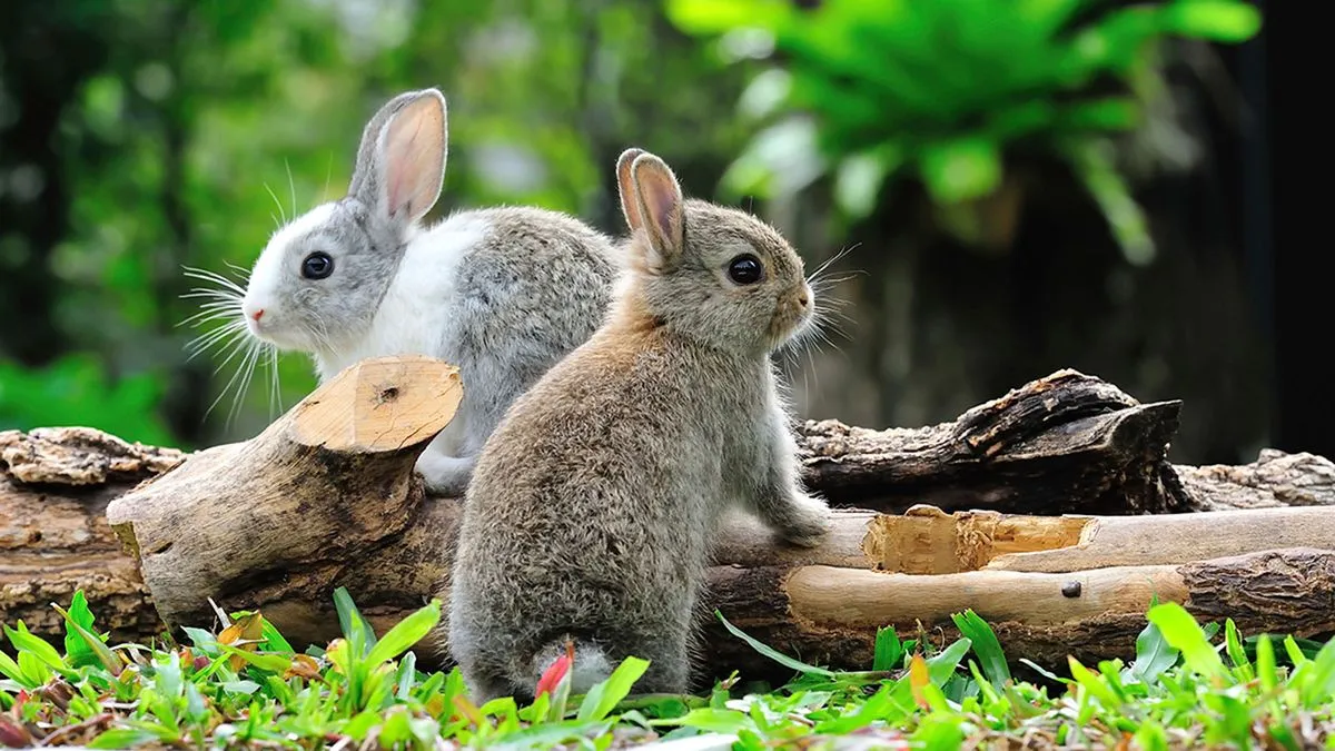 Is it true that rabbits become wild in March? | Mytour